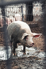 Pig on the farm. Bad conditions, pets