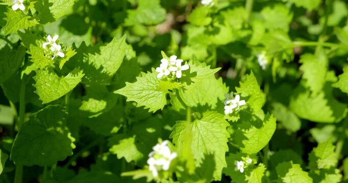 Stinging nettle blooming with white flowers.
