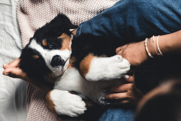 little puppy of bernese mountain dog on hands of fashionable girl with a nice manicure. animals