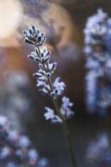 Macro shot of lavender flowers. beautiful plant picture