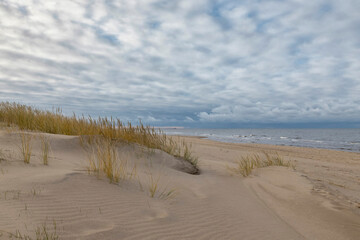 Bents in the wind at a beach coast line at Baltic sea