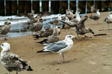 A large group of seagulls on a sandy beach.