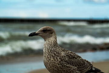 Close-up photo of a young seagull, sea in the background.