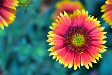 top view of yellow indian blanket flower, macro image of flower.