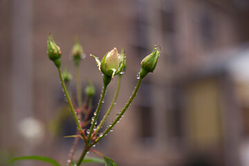 Small buds of white roses with thorns nature background