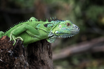 Portrait of a green iguana in bright colors