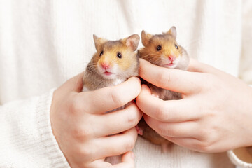 Two cute fluffy golden hamsters in the hands of a child on a light background. Twins. A rodent with thick cheeks. Pet care concept, love for animals. Beautiful postcard with an animal theme.