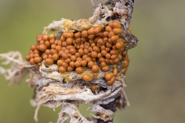 Leocarpus fragilis insect egg slime mold are yellow or orange organisms with the appearance of mucus or small balls that look like insect eggs