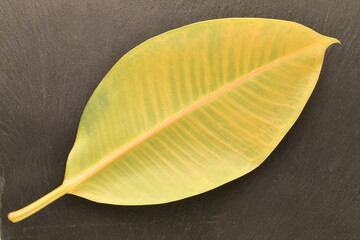 Green leaf of ficus, close-up, isolated on white.