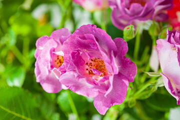 colorful roses in the vase