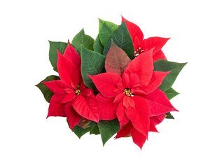 Poinsettia flowers and leaves on white isolated background. Element of mowing design. Christmas decoration.