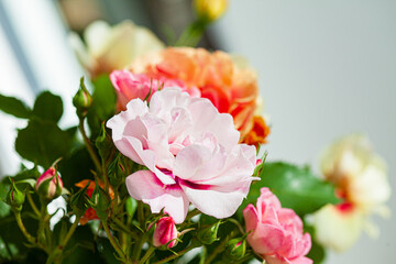 colorful roses in the vase