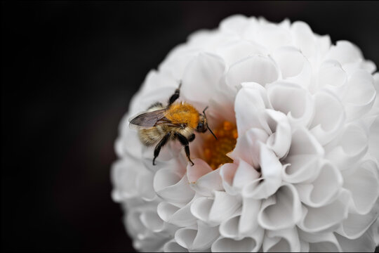 Abeja recolectando polen en una Dalia blanca y con el fondo negro