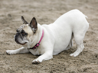 9-Years-Old white male Frenchie in playful posture