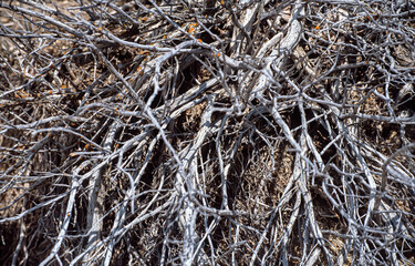 Bleached dead branches in Yellowstone National Park