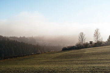 Morning view of a grass field. Fog moves over the forest in the background. The sunlight illuminates this scenery.