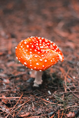 Bright red fly agaric in Christmas tree needles. Amanita. Autumn rainy forest