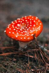 Bright red fly agaric in Christmas tree needles. Amanita. Autumn rainy forest