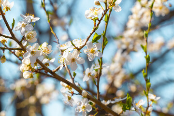 Spring background, flowering trees. Plum flowers on a tree in sunny weather