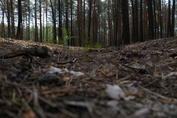 rotten bark and dry pine branches lie on the needles