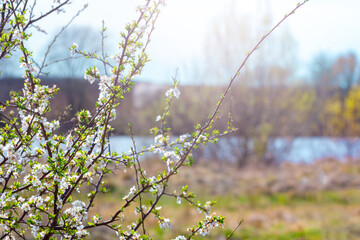 Blossoming cherry plum tree by the river, spring landscape