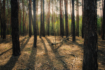 fallen trunks of rotten pines lie on the ground in a pine forest