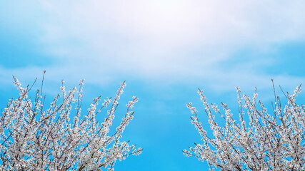 Spring background with flowering tree branches on a background of sunlit sky