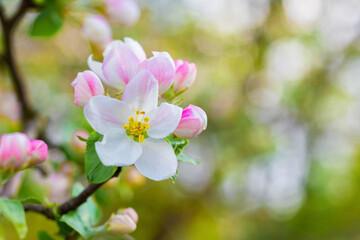 Apple blossoms, flowers and apple buds on a blurred background in sunny weather
