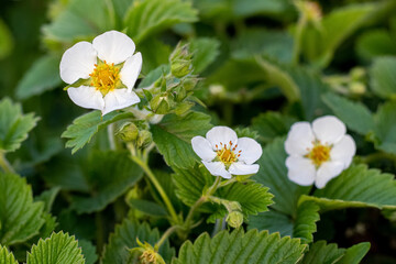 Obraz premium Strawberry blossoms. White strawberry flowers in the garden. Growing strawberries