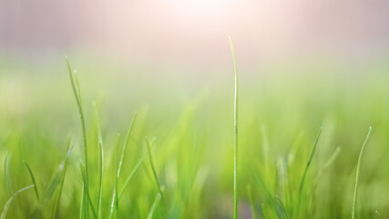 Spring background with fresh green grass in the sunlight