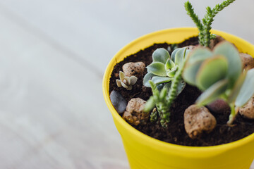 Succulents and cacti in yellow pot.