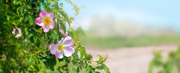 Spring background with flowering rose bush on a blurred background, panorama