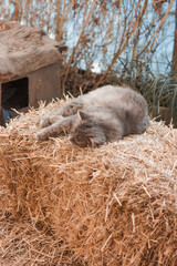 A gray big cat sleeps sweetly on the hay. Warm cozy photo 