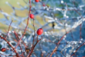 Single rose hips on a branch in winter. Frozen branches are in the background.