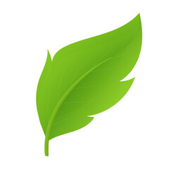 Obraz premium Single green leaf