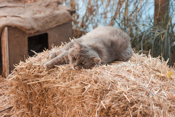 A gray big cat sleeps sweetly on the hay. Warm cozy photo 
