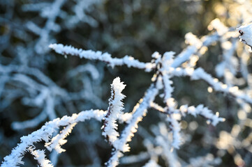 Frozen branches with big ice crystals illuminated by the golden sunlight.