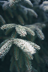 christmas tree branch, pine branch with snow, frosty tree branch, x-mas tree with frost snow, closeup with shallow dept of field