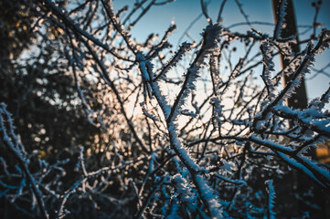 Frozen branches with big ice crystals illuminated by the golden sunlight.
