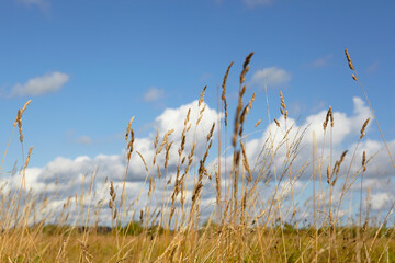 Windy autumn day with beautiful clouds and yellow reed in the field. Bright natural background with selective soft focus on dry grass, reeds, stalks blowing in the wind, horizontal