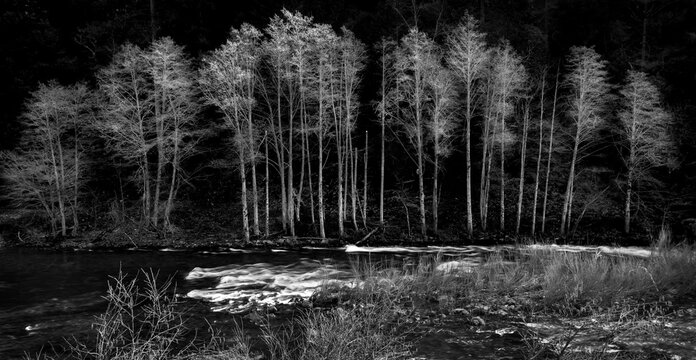 winter stand of trees with river, rapids, light, grass, black and white
