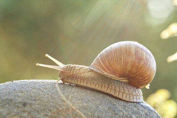  snail crawling on the stone
