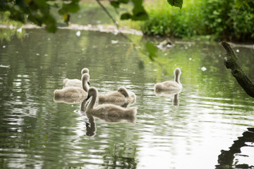 Obraz premium A group of young of Mute Swans on the water - Cygnus olor at Abbotsbury Swannery, Dorset