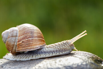  snail crawling on the stone