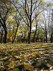 Morning in the forest / park - light rays and shadows between trees