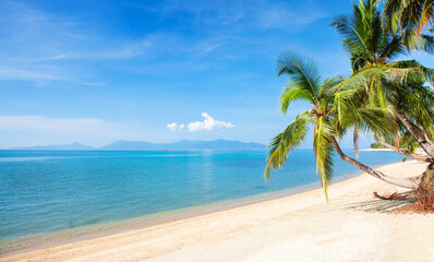 Plakat tropical beach with cocnut palm tree