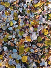 Autumn leaves background - Autumn leaves on the ground