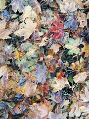 Autumn leaves background - Autumn leaves on the ground