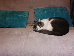 cat on couch