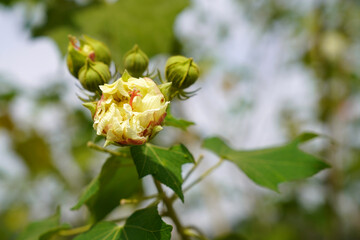 exotic Dombeya plant in the garden                               